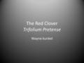 The Red Clover Trifolium Pretense Wayne kunkel. Classification The red clover is in the kingdom Plantae Under the division of Magnoliphyta Class of Magnoliopsida.