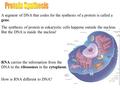 A segment of DNA that codes for the synthesis of a protein is called a gene. The synthesis of protein in eukaryotic cells happens outside the nucleus.