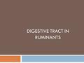 DIGESTIVE TRACT IN RUMINANTS. Ruminants  Reticulum, rumen, omasum, abomasum  Pseudo-ruminants: camel w/ three compartments.  Extensive pre-gastric.