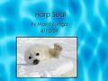 Harp Seal By Mario Zuniga 4/10/09. Physical Characteristics The harp seal is a very interesting animal. The harp seal is white, black, and gray.It can.