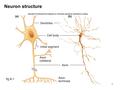 1 Neuron structure fig 6-1. 2 Myelin sheath fig 6-2a Peripheral nervous system: Schwann cells Central nervous system: oligodendrocytes.