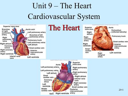 Cardiovascular System