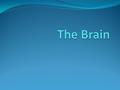 Early Brain Psychology 1800’s- German physician Franz Gall invented phrenology. He thought bumps on the skull could reveal mental abilities and character.