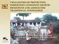 CHALLENGES OF PROTECTING INDIGENOUS LIVESTOCK GENETIC RESOURCES AND ASSOCIATED TRADITIONAL KNOWLEDGE Ilse Koehler-Rollefson, League for Pastoral Peoples.