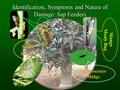 Identification, Symptoms and Nature of Damage: Sap Feeders Leaf Hoppers Mango Mealy Bug Scale insects Inflorescence Midge.