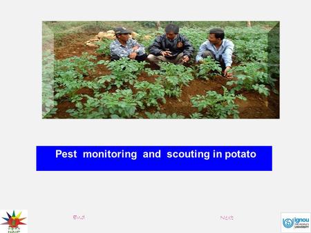 Pest monitoring and scouting in potato End Next. Pest management actions are based on data collected through pest monitoring, which involves survey/field.