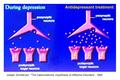 Joseph Schildkraut: The Catecholamine Hypothesis of Affective Disorders“, 1965.