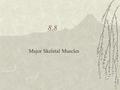 8.8 Major Skeletal Muscles. What muscle names tell us  Relative size  Shape  Location  Action  Number of attachments  Direction of fibers.