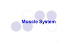 Muscle System 1. Includes all skeletal muscle tissue that can be controlled voluntarily Muscular system 2.