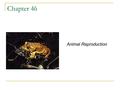 Chapter 46 Animal Reproduction. Reproduction Asexual (one parent)  fission (ex. Bacteria: parent separates into 2 cells)  budding (ex. Hydra: new splits.