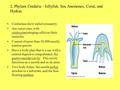 2. Phylum Cnidaria - Jellyfish, Sea Anemones, Coral, and Hydras. Cnidarians show radial symmetry Are carnivores, with cnidocytes(stinging cells) on their.