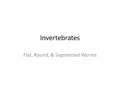 Invertebrates Flat, Round, & Segmented Worms III. Phylum Platyhelminth (Flat Worms) The phylum Platyhelminthes represents all flatworms in the kingdom.