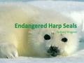 By: Sydney Wagner. About Harp seals Harp seals are one of the most endangered species on earth. They are famous and hunted for there fluffy white fur.