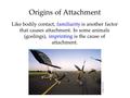 Origins of Attachment Like bodily contact, familiarity is another factor that causes attachment. In some animals (goslings), imprinting is the cause of.