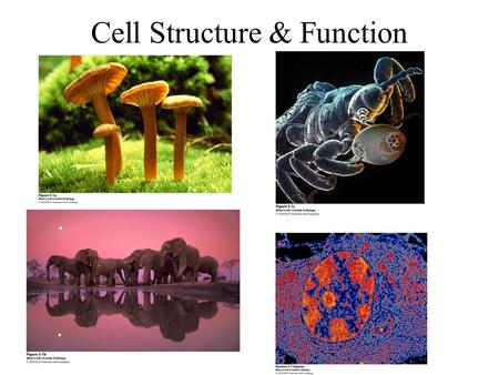 Cell Structure & Function. Take-home message 3.1  The most basic unit of any organism is the cell, the smallest unit of life that can function independently.