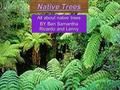 Native Trees All about native trees BY Ben Samantha Ricardo and Lenny.