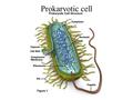 Prokaryotic cell. Eukaryotic cell Bacillus 1 Bacillus 2.