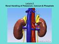 Lecture 6 Renal Handling of Potassium, Calcium & Phosphate.