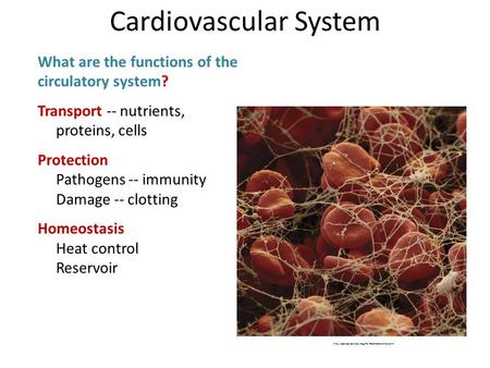 What are the functions of the circulatory system? Transport -- nutrients, proteins, cells Protection Pathogens -- immunity Damage -- clotting Homeostasis.