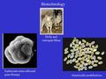 Biotechnology Dolly and surrogate Mom Genetically modified rice. Embryonic stem cells and gene therapy.