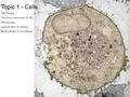 Topic 1 - Cells Cell Theory Functions necessary for life Microscopy Surface area to volume Multicellular vs Unicellular.