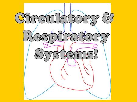 What’s in the circulatory system? 1. Heart 2. Blood vessels 3. Blood Myocardium – heart muscle that pumps blood through the body Pericardium (‘peri’