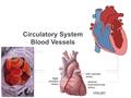 Regents Biology 2006-2007 Circulatory System Blood Vessels.