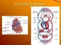 Circulatory System. Vocabulary Lesson 5 1. plasma – the clear, light- yellow liquid that makes up most of your blood 2. hemoglobin – a substance in.