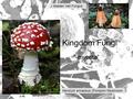 Kingdom Fungi “-mycota” Hericium erinaceus (Pompom Mushroom Maiden Veil Fungus.