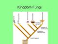 Kingdom Fungi. yeast aseptate Nutrition a. saprobe b. eat the living parasite predator c. mutualist.