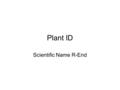 Plant ID Scientific Name R-End. Rhododendron catawbiense Common name: Catawba Hybrid Rhododendron Evergreen Shrub Height: 6’-10’ Spread: 6’-10’ Slow growth.