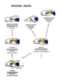 Amniote skulls. TrirachodonCynognathus Therapsida – advanced cynodonts Probainognathus.