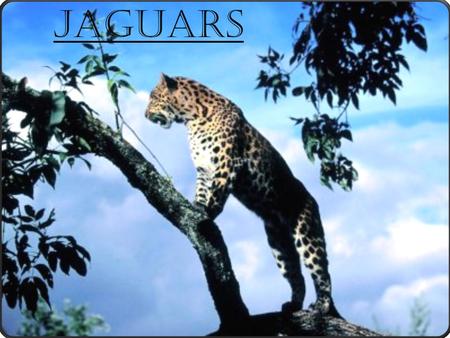 Jaguars. Facts..  Jaguars are mainly found in the Amazon rainforest and in India.  Jaguars love to swim and to soak in the water. The jaguar's habitat.