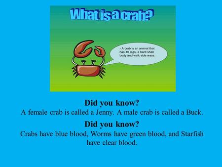 Did you know? A female crab is called a Jenny. A male crab is called a Buck. Did you know? Crabs have blue blood, Worms have green blood, and Starfish.