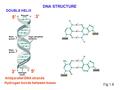 Fig.1.8 DNA STRUCTURE 5’ 3’ Antiparallel DNA strands Hydrogen bonds between bases DOUBLE HELIX 5’ 3’