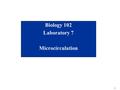 1 Biology 102 Laboratory 7 Microcirculation. 2 Objectives for Lab 7 List the components of the microcirculatory system and their functions. Identify arterioles,