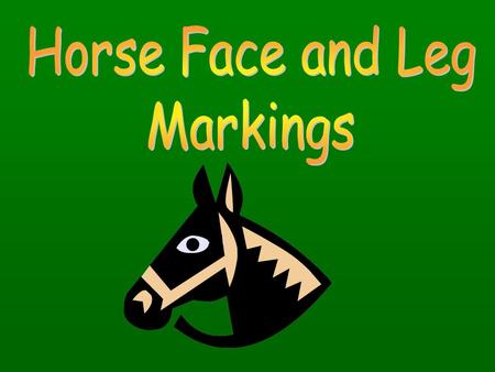 Paint Horse Markings Overo – Usually white will not cross the back of the horse between withers and tail. – Color is irregular, scattered or splashy.