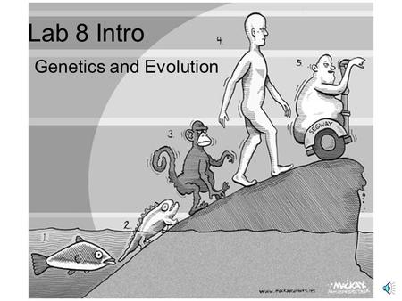 Lab 8 Intro Genetics and Evolution Evolution Gradual changes in a species over time What’s the evidence?