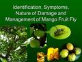 Identification, Symptoms, Nature of Damage and Management of Mango Fruit Fly.