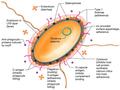 Serine protease activity of exfoliating toxin superantigens, S. aureus.