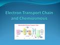 Introduction to the ETC The electron carrying molecules, NADH and FADH 2, transfer their electrons to a series of compounds (mostly proteins), which are.