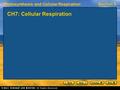 Photosynthesis and Cellular RespirationSection 3 CH7: Cellular Respiration.