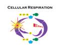 Cellular Respiration. Process cells use to harvest energy from organic compounds and convert it into ATP Breakdown of Glucose C 6 H 12 O 6 +6O 2 6CO 2.