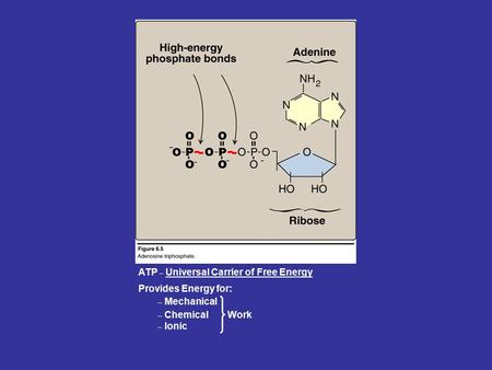 ATP _ Universal Carrier of Free Energy _ Chemical _ Ionic Provides Energy for: _ Mechanical Work.