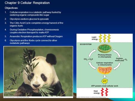 Chapter 9 Cellular Respiration Objectives: 1.Cellular respiration is a catabolic pathway fueled by oxidizing organic compounds like sugar 2.Glycolysis.