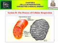 1 CHAPTER 9 CELLULAR RESPIRATION: HARVESTING CHEMICAL ENERGY Section B: The Process of Cellular Respiration.