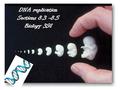 DNA replication Sections 8.3 -8.5 Biology 391. DNA Synthesis Who? - all living organisms What? - making an exact duplicate of DNA When? - during S phase.