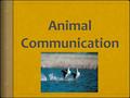 Auditory (Sound)  Beaver – tail slapping in water when alarmed  Kangaroo Rat – foot drumming (establish territories, identify neighbors, mating status)