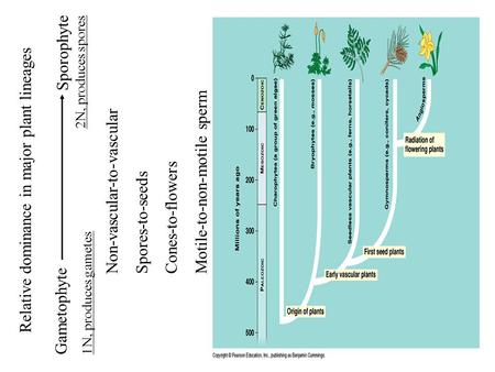 Relative dominance in major plant lineages Gametophyte 1N, produces gametes Sporophyte 2N, produces spores Non-vascular-to-vascular Spores-to-seeds Cones-to-flowers.