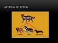 ARTIFICIAL SELECTION. 2 Occurs when people (not nature) select individuals with desirable traits to mate and produce offspring with these traits This.